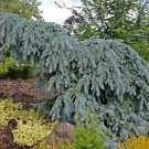 Picea pungens The Blues Colorado Blue Spruce Live Plant - 10” Tall - 1 Gallon Pot