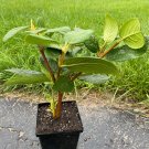 Viburnum Lantana Emerald Triumph Viburnum 4 Inch Pot Size Plant Fresh Plant