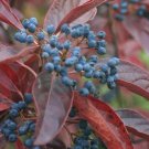 Viburnum Nudum Winterthur Winterthur Smooth Viburnum Native Plant 4 Inch Pot Fresh Plant
