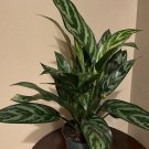 Washington Navel Orange Tree In Half Gallon Pot Grafted Florida Shipping Only Fresh Plant