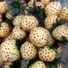 White Carolina Pineberry Live Plants 20 Bare Root Plants Fresh Plant