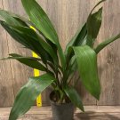 White Champaca Grafted In 3 Gallon Pot NgọC Lan TrắNg Michelia Alba Fresh Plant