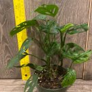 White Phalaenopsis In 4 Inch Pot Live Orchid Fresh Plant