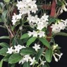 Yellow Flower Magnolia Champaca Michelia Champaca In 10 Inch Pot Cempaka Fresh Plant