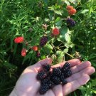 Blackberry Seeds Rubus Allegheniensis 150  Seeds Fresh Seeds