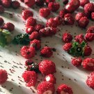 Woodland Wild Strawberry Seeds Fragaria Vesca 100 Rare Seeds Fresh Seeds