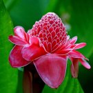 Red Torch Ginger Seeds Etlingera Elatior 5  Seeds Fresh Seeds
