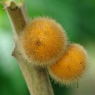 Coconilla Seeds Solanum Stramoniifolium 25 Rare Tropical Seeds Fresh Seeds