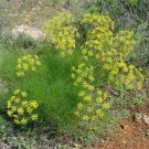 Common Fennel Seeds Foeniculum Vulgare 100 Seeds Fresh Seeds