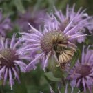 Sweet Leaf Bergamot Seeds Monarda Fistulosa Var Menthaefolia 10  Seeds Fresh Seeds