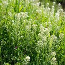 Field Pennycress Seeds Thlaspi Arvense 40 Seeds Fresh Seeds