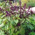 Licorice Basil Seeds Ocimum Basilicum 40 Seeds Fresh Seeds