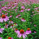 Echinacea Seeds Echinacea Purpurea 100 Seeds Fresh Seeds