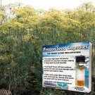 Vierling Dill Seeds Anethum Graveolens 40 Culinary Herb Seeds Fresh Seeds