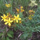St. John S Wort Seeds Hypericum Perforatum 200  Seeds Fresh Seeds