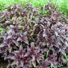 Dark Purple Opal Basil Seeds 40 Seeds Fresh Seeds