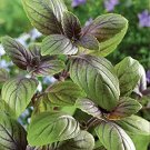 Corsican Basil Seeds Ocimum Basilicum 30 Seeds Fresh Seeds