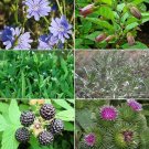Herb Garden Seed Collection #2 6 Pack Variety Of Seeds For You Garden Fresh Seeds