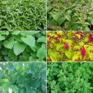 Herb Garden Seed Collection #5 6 Pack Variety Of Seeds Fresh Seeds