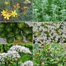 Herb Garden Seed Collection #9 6 Pack Variety Of Seeds Fresh Seeds