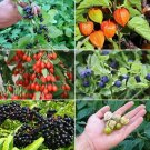 Berry Garden Seed Collection #2 6 Pack Variety Of Seeds Fresh Seeds