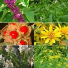 Herb Garden Seed Collection #1 A 6 Variety Pack Of Rare Herb Seeds Fresh Seeds