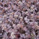 Acaena Inermis Purpurea Ground Cover 100 Seeds Fresh Seeds