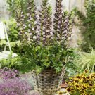 Acanthus Mollis Flower Bears Breeches 10 Seeds Fresh Seeds