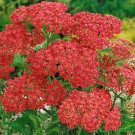 Achillea Cerise Queen Drought Resistant Yarrow Garden Flower Plant 5000 Seeds Fresh Seeds