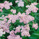 Achillea Yarrow Love Parade Garden Flower Plant 500 Seeds Fresh Seeds