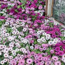 African Daisy Osteospermum Akila Flower Plant Mix 20 Seeds Fresh Seeds