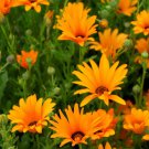 African Daisy Dimorphoteca Sinuata 1000 Seeds Fresh Seeds