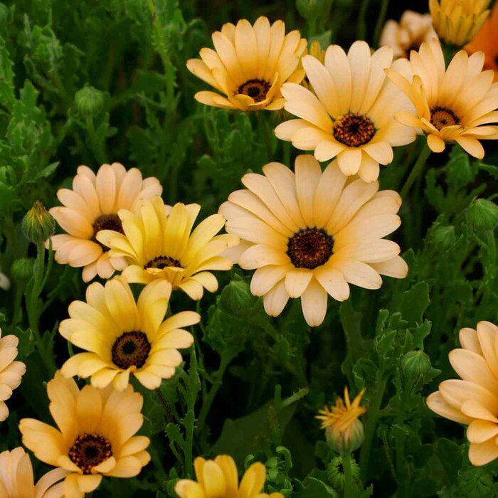 African Daisy Dimorphotheca Sinuata Flower 2000 Seeds Fresh Seeds