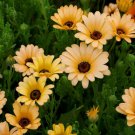 African Daisy Dimorphotheca Sinuata Flower 2000 Seeds Fresh Seeds