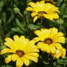 African Daisy Yellow Flower 2000 Seeds Fresh Seeds
