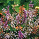 Agastache Aurantiaca Fragrant Delight Mexican Hyssop Flower Mix 200 Seeds Fresh Seeds