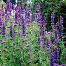Agastache Hyssop Lavender Blue Flower 2000 Seeds Fresh Seeds