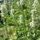 Agastache Hyssop White Giant Hyssop Flower 10000 Seeds Fresh Seeds