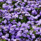 Ageratum Blue Floss Flower Annuals 10000 Seeds Fresh Seeds