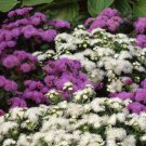 Ageratum Floss Flower Mix 5000 Seeds Fresh Seeds