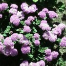 Ageratum Pink Ageratum Flower 5000 Seeds Fresh Seeds
