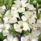 Agrostemma Githago White Agrostemma Flower 2000 Seeds Fresh Seeds