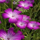 Agrostemma Purple Queen Flower 2000 Seeds Fresh Seeds