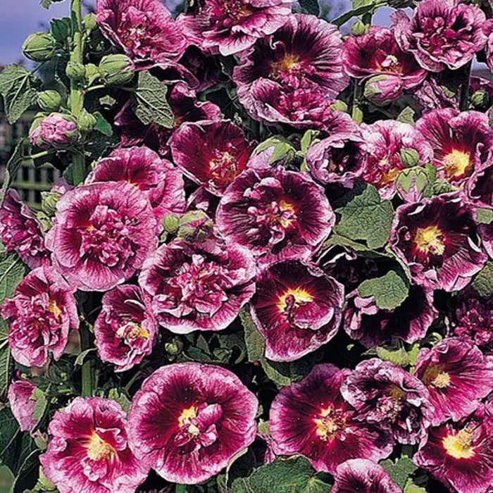 Alcea Rosea Creme Do Cassis Hollyhock Climbing Flower 50 Seeds Fresh Seeds
