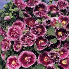 Alcea Rosea Creme Do Cassis Hollyhock Climbing Flower 50 Seeds Fresh Seeds