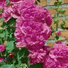 Alcea Rosea Double Violet Hollyhock Flower 200 Seeds Fresh Seeds
