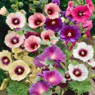 Alcea Rosea Halo Hollyhock Garden Flower Plant Mix 50 Seeds Fresh Seeds