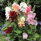 Alcea Rosea Spring Celebrities Hollyhock Flower Mix 20 Seeds Fresh Seeds
