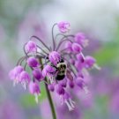 Allium Cernuum Nodding Pink Onion Flower 2000 Seeds Fresh Seeds