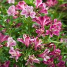 Alstroemeria Aurantiaca Devotion Peruvian Lily 10 Seeds Fresh Seeds